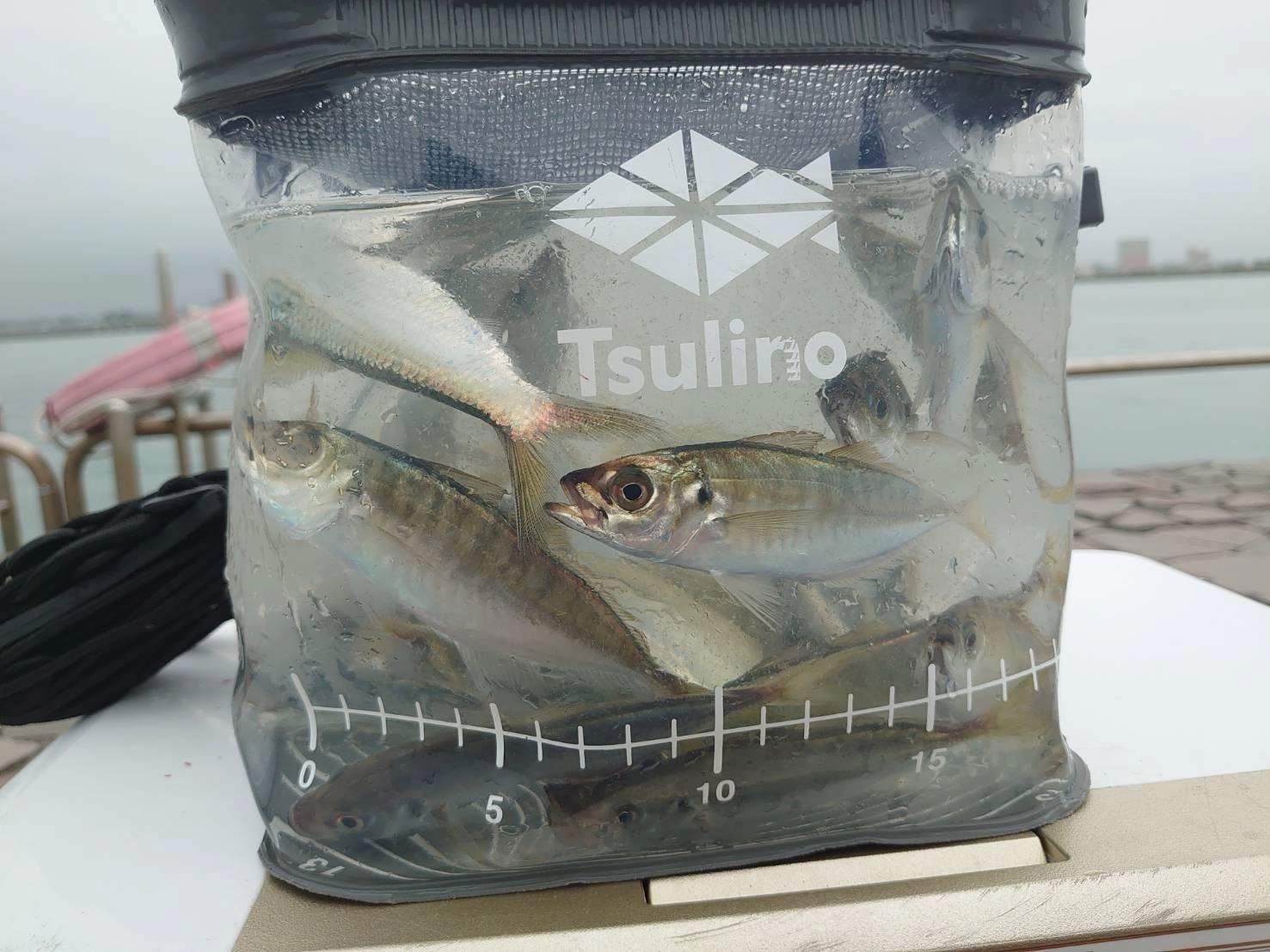 バケツの中にはアジがたくさん♪