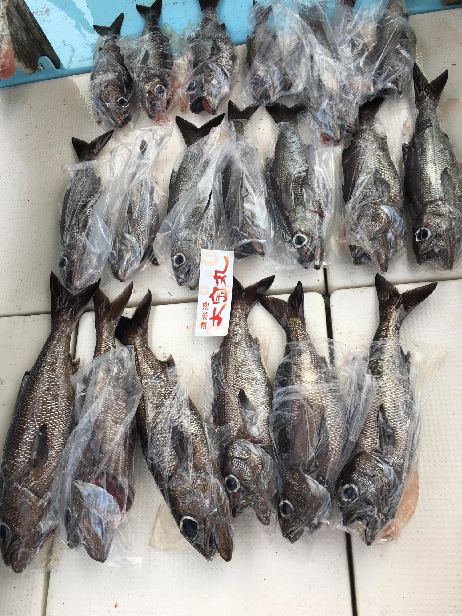 キロupの大型のクロムツが喰い喰いでした！^_^