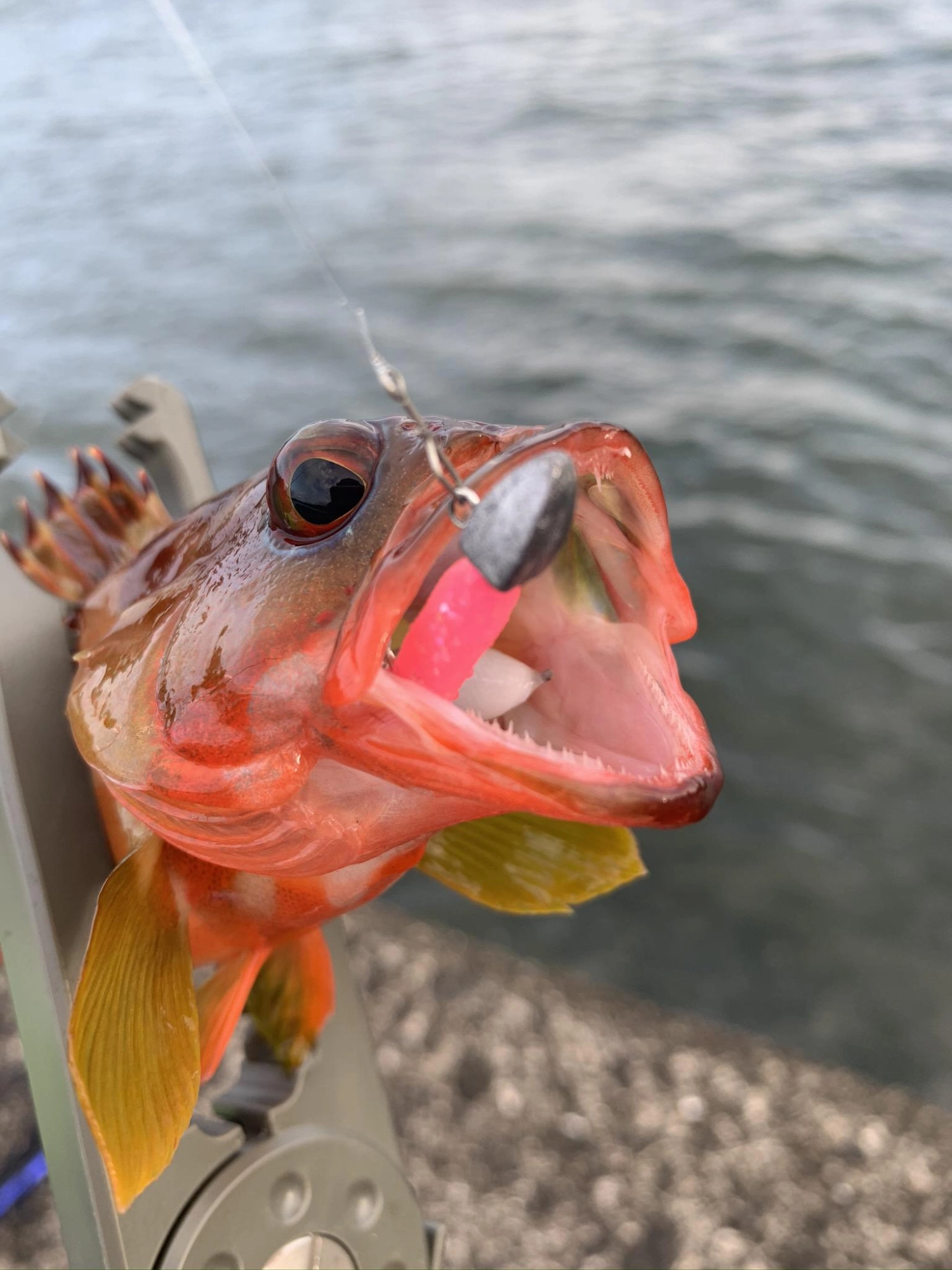 アカハタ初めて釣りました！