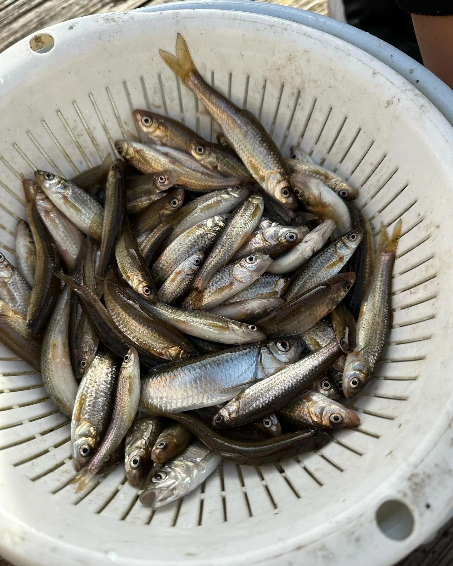 ホンモロコはたくさん釣れています❗️