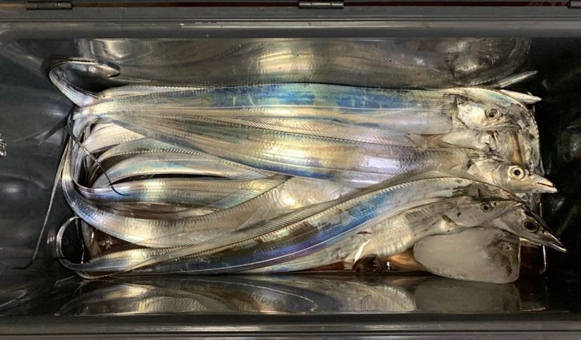 ２人でこの釣果、本当はクーラーいっぱいあったのですがみんなに配った後なのでだいぶ少なくなってしまいました（笑）