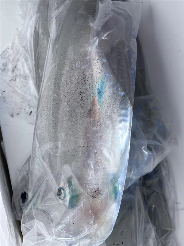 持ち帰る際に１杯ずつイカ袋に入れてクーラーボックスに入れると良いです！