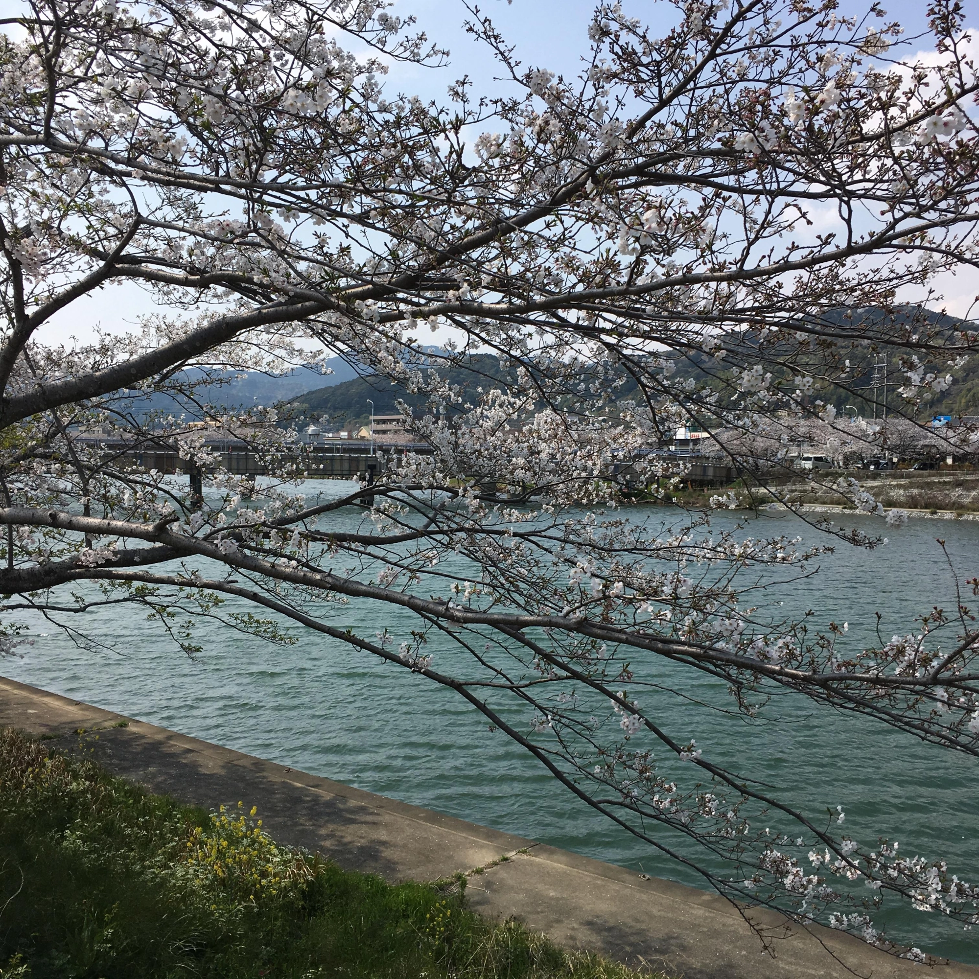 桜が咲いてて綺麗でしたw