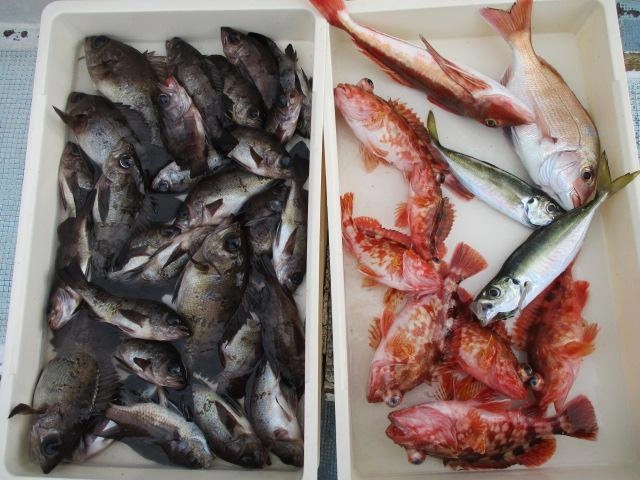 越冬黒メバルの刺身 煮付け 塩焼きは【超】美味ッ(о´∀`о)