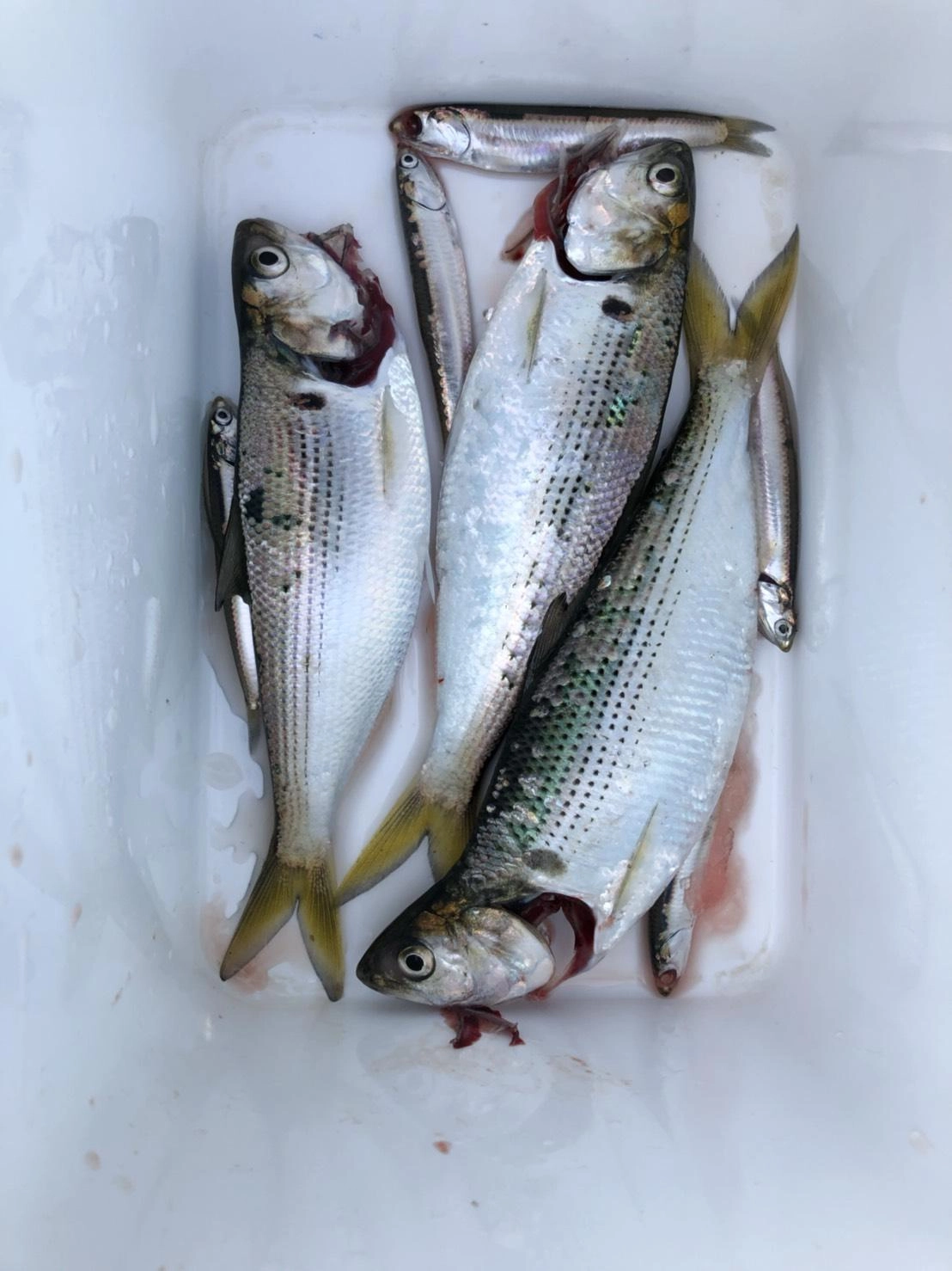 コノシロのほかにイワシも釣れました。