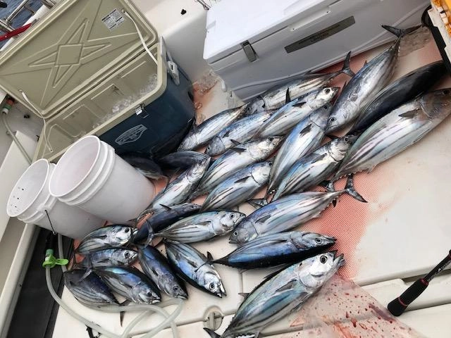 入れ食いで船中26本！！