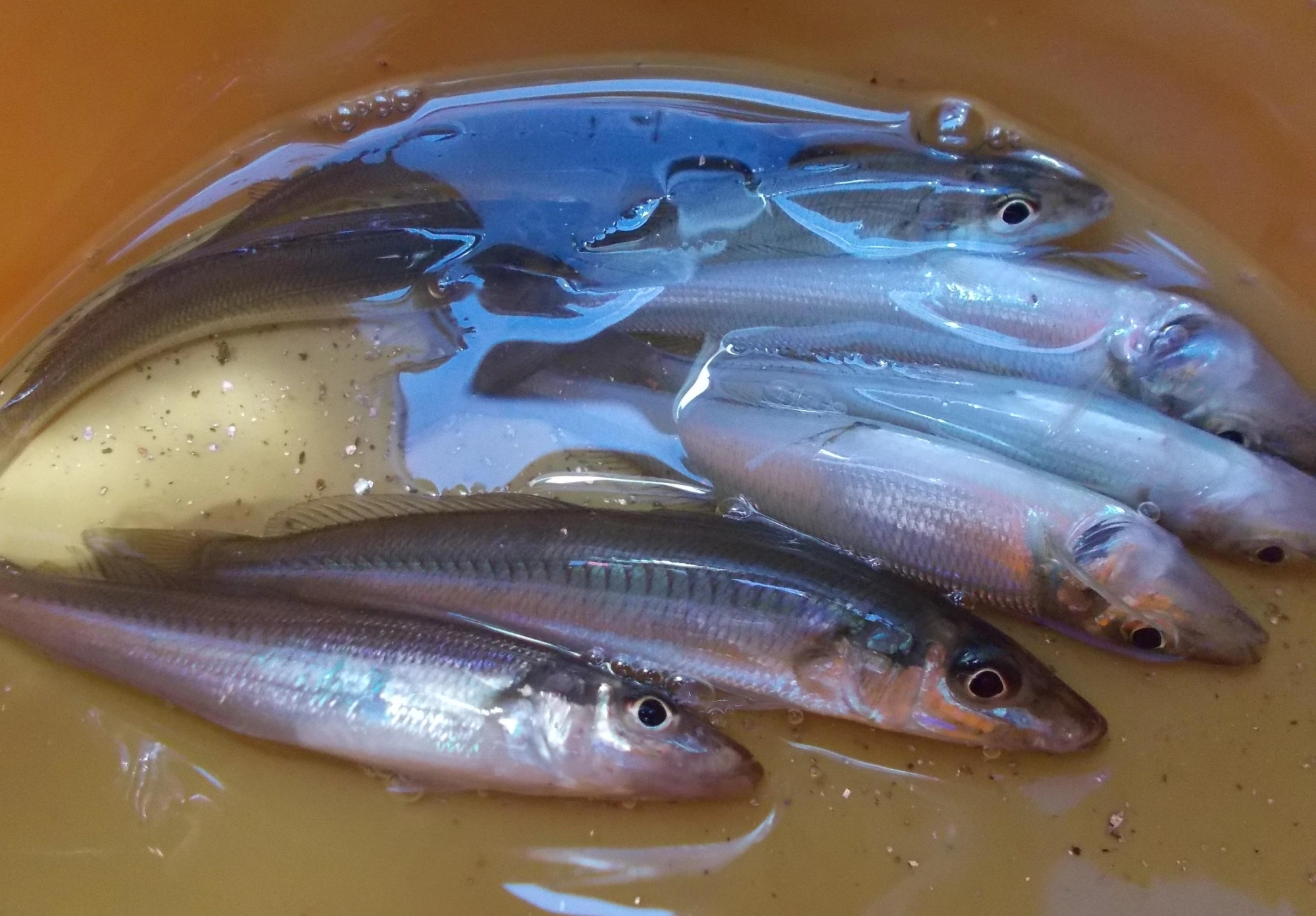 小さめでしたがキスが釣れてます。泳がせにちょうどいいサイズで泳がせもしましたが不発でした。