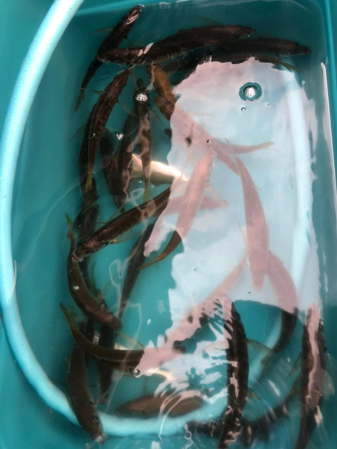 短時間でかなりの数を釣ることができます！