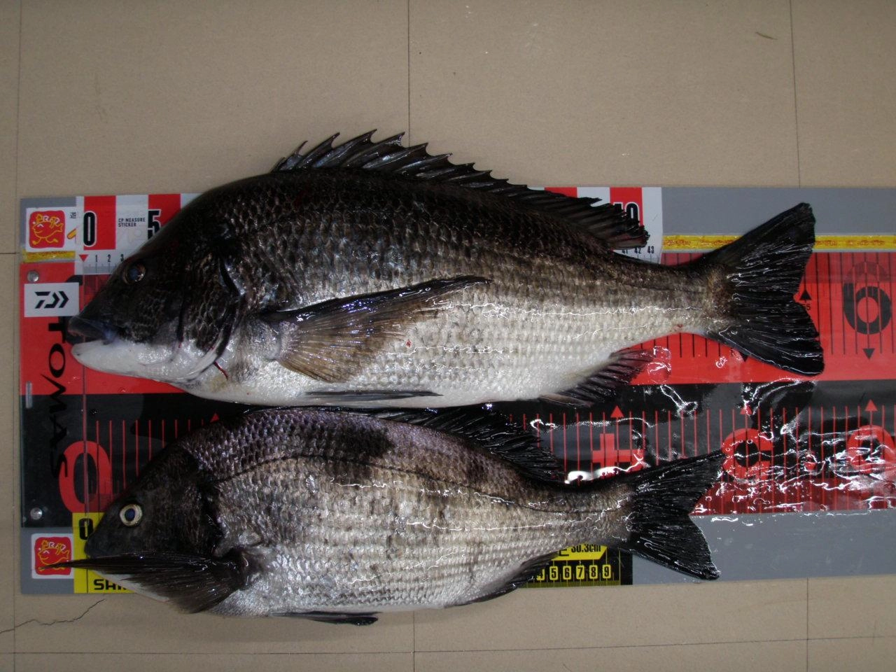 47ｃｍ、56ｃｍと良型を２匹！
