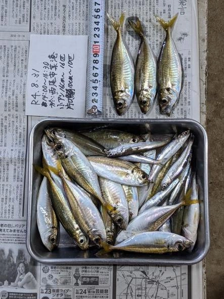 殆どの個体が大きく、体高もあるようになってきた
カタクチは今日は少なめ。