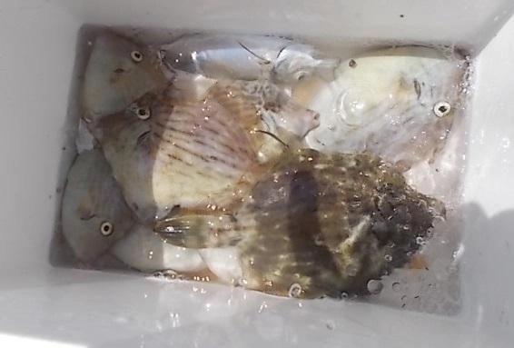 途中でサビキをしたのですが、本格的に狙えば二桁釣果も可能かも？