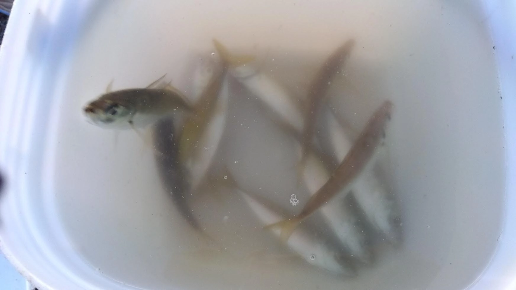 今日の鯵時合は長かったです。
とにかくカマスやムツに切られないようフォールだけでシャクりません。
２０カウントから５カウント間隔でピョンとテンションだけかけてアタリをとります。