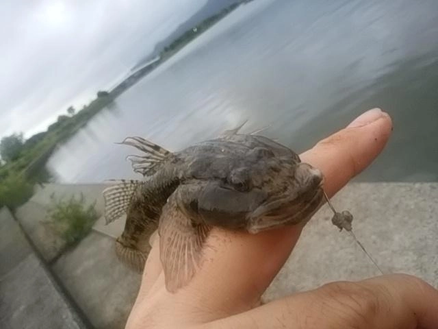 いかつ