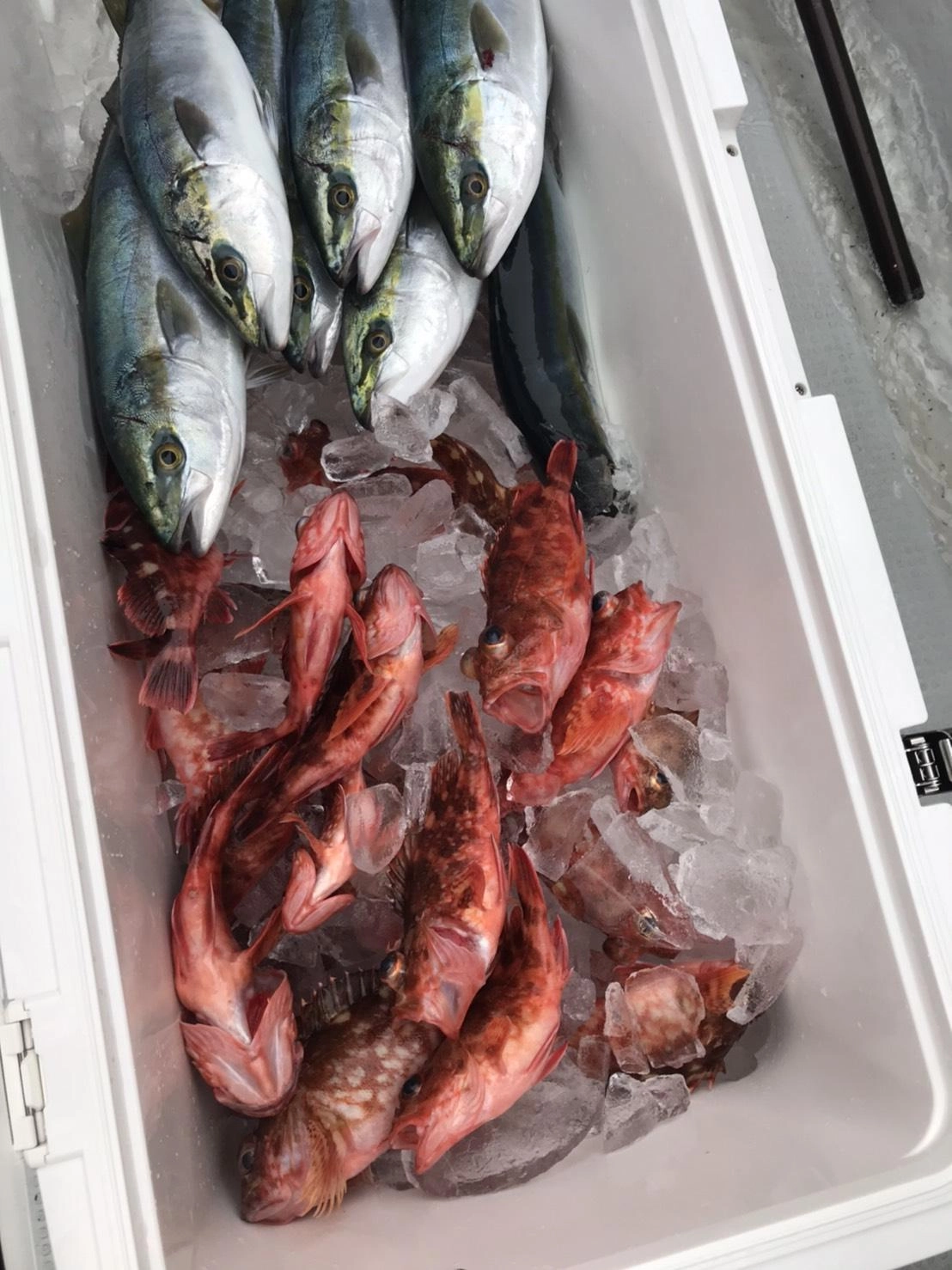 カサゴはエサ釣りでたくさん釣れました♪
