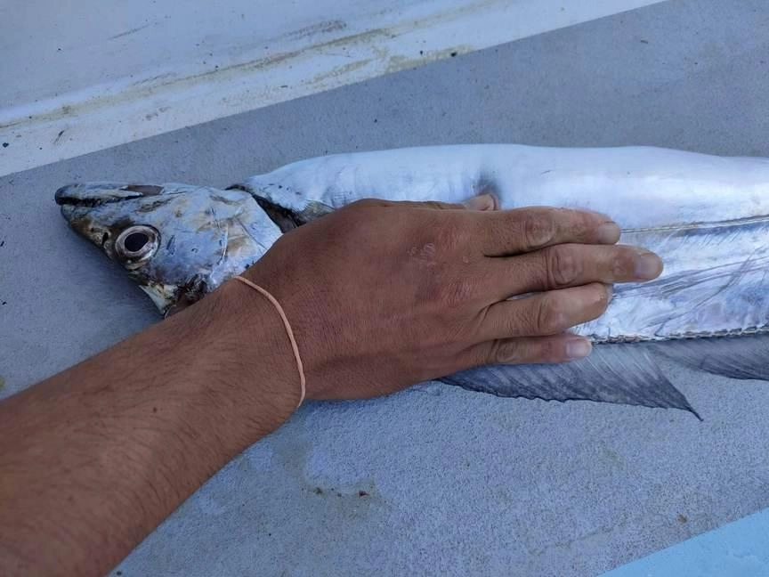 このサイズが何本も釣れちゃいます。