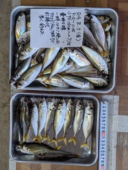 サバいないので出来るだけ号数の少ない針で。
個体がそれぞれ大きい。