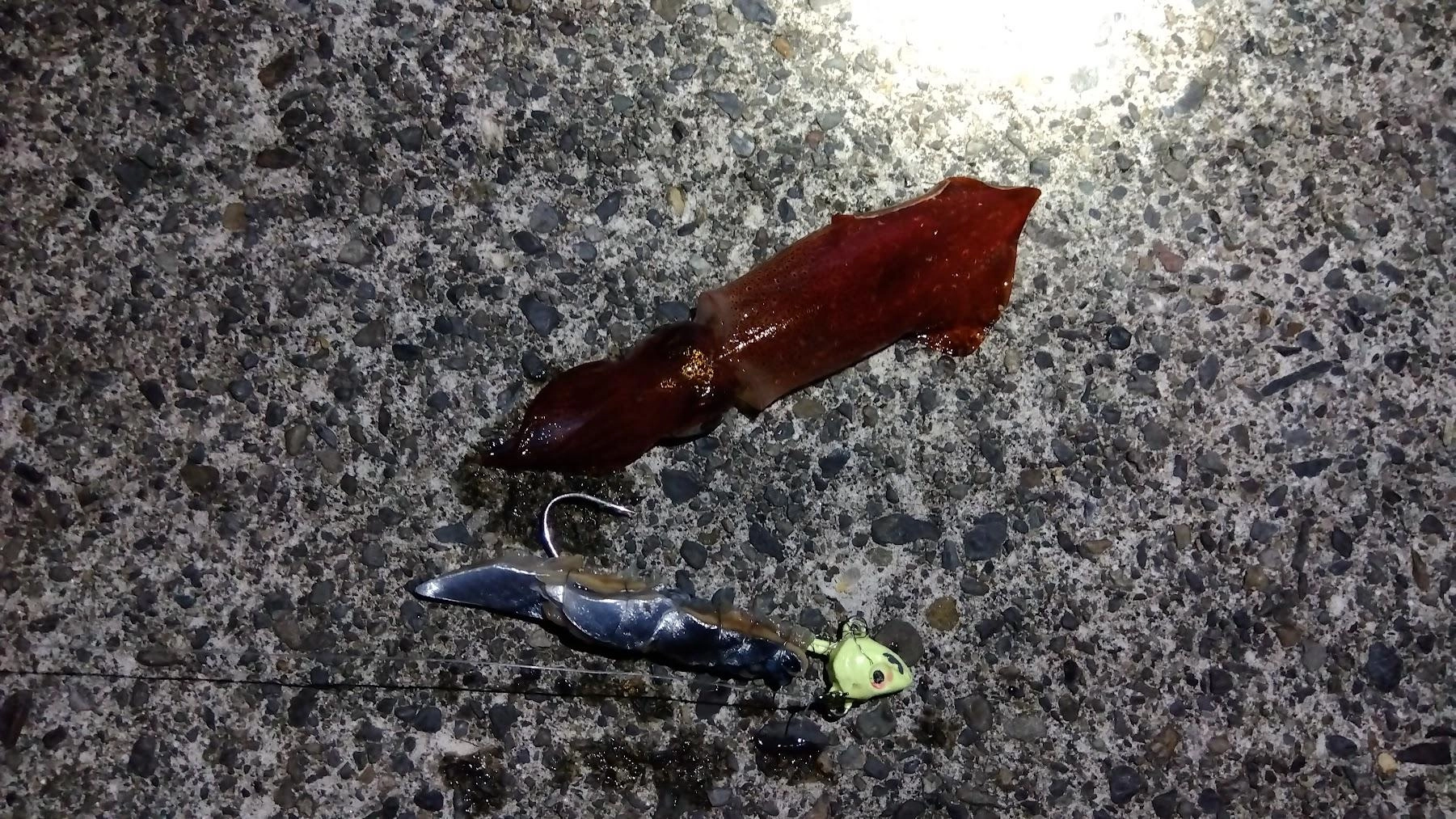 2匹持参の冷凍カマスが切れたので、頂いたサンマでやると餌にちょうどいいサイズのマルイカが釣れました。いつも針に掛からずイカの吸着で釣れます。
次回の胴付き仕掛けで使いたいと思いますが、最近ウツボばかりです。