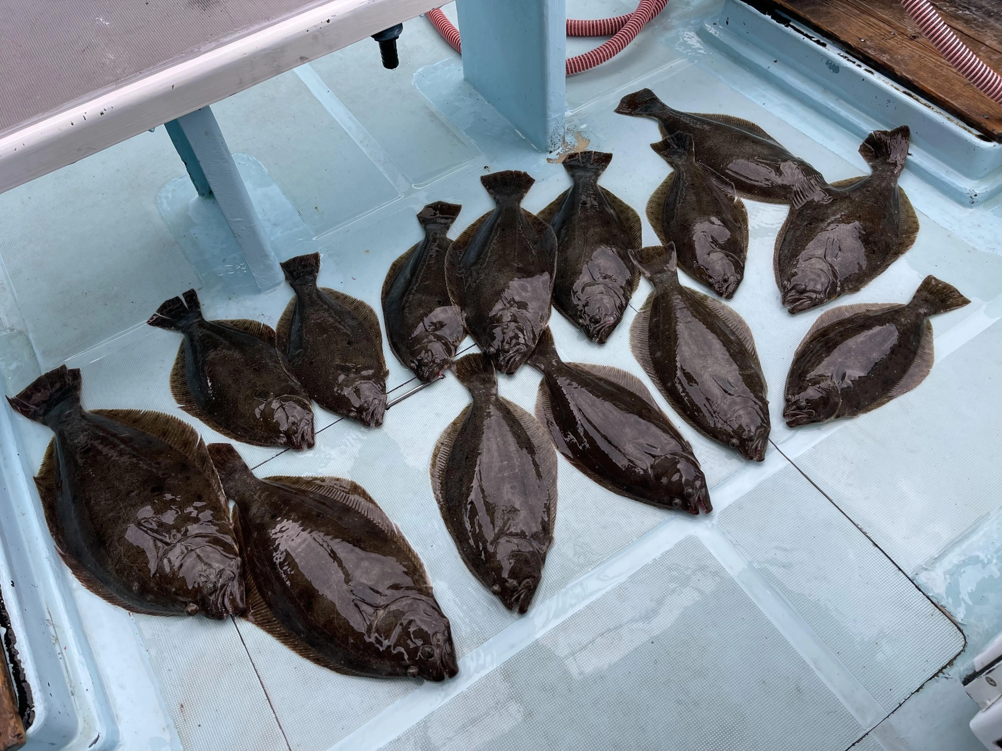 ここらビラメは肉厚感が半端無いッ(о´∀`о)