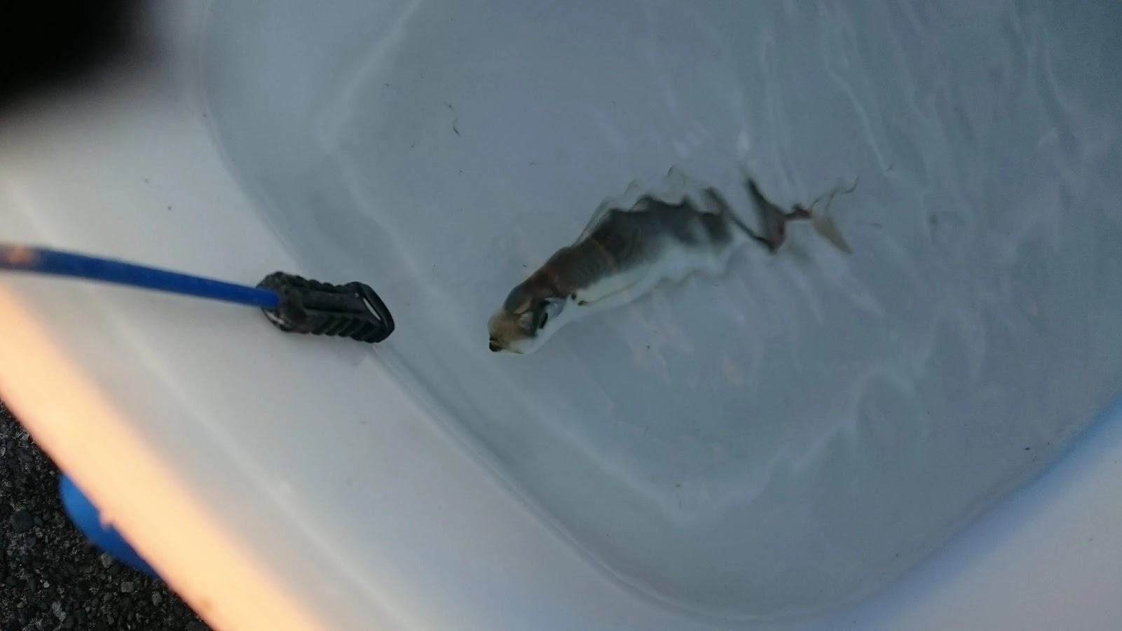 強風のなか日没前に少し風が弱まったタイミングを狙ってどうにか泳がせ分を確保できました。
胴付きトレブルフック泳がせは強風のためアタリに気付かず、後でラインが出ているのに気付きましたが、既に餌をとられていました。