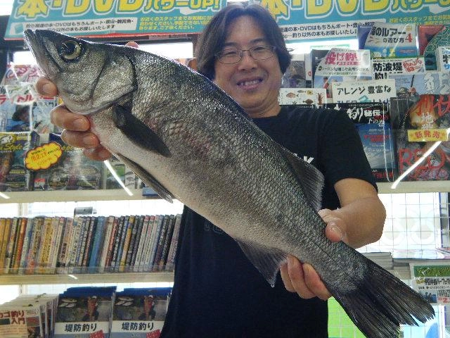 良型ヒラスズキさすがです！