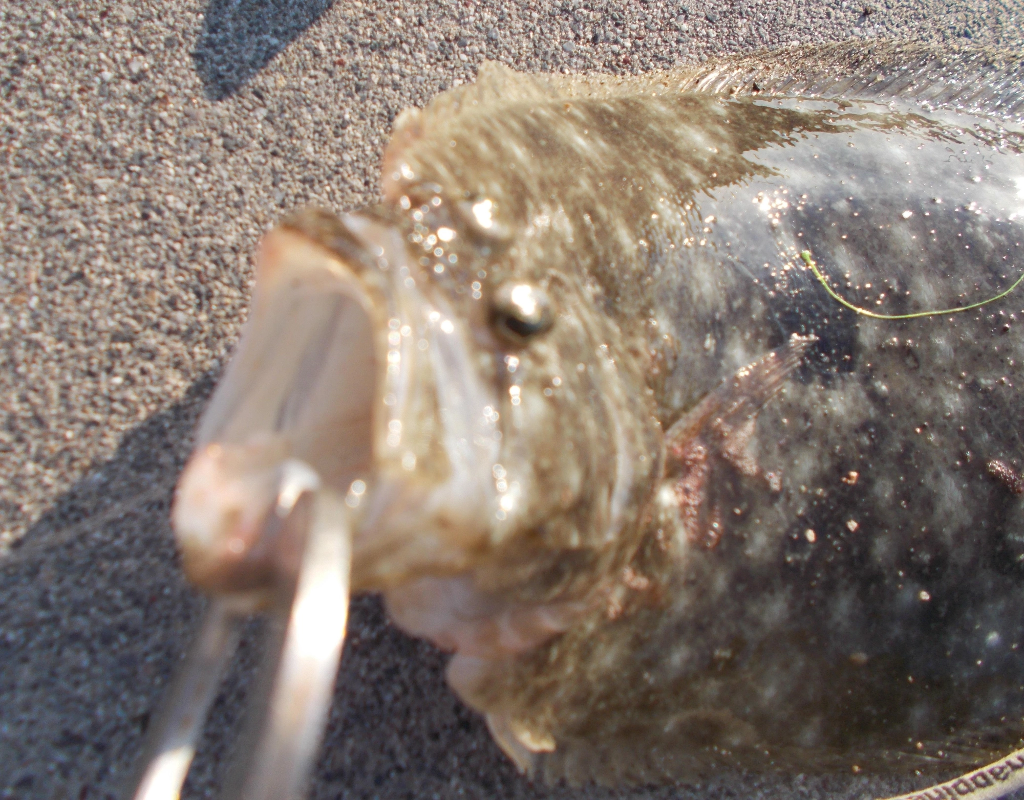 この大きな口で小魚を丸呑みです。