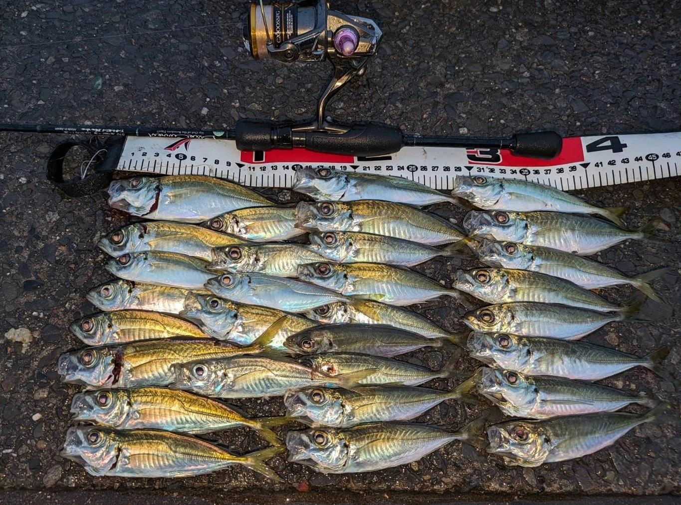2月20日の釣果