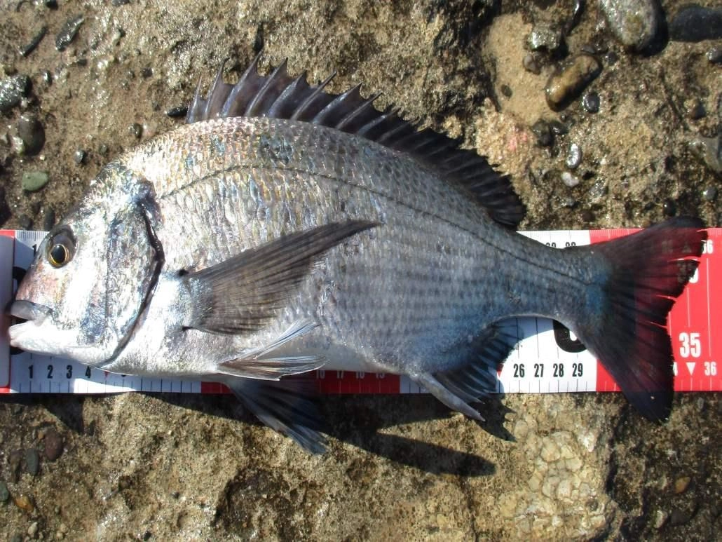 クロダイ 36cm