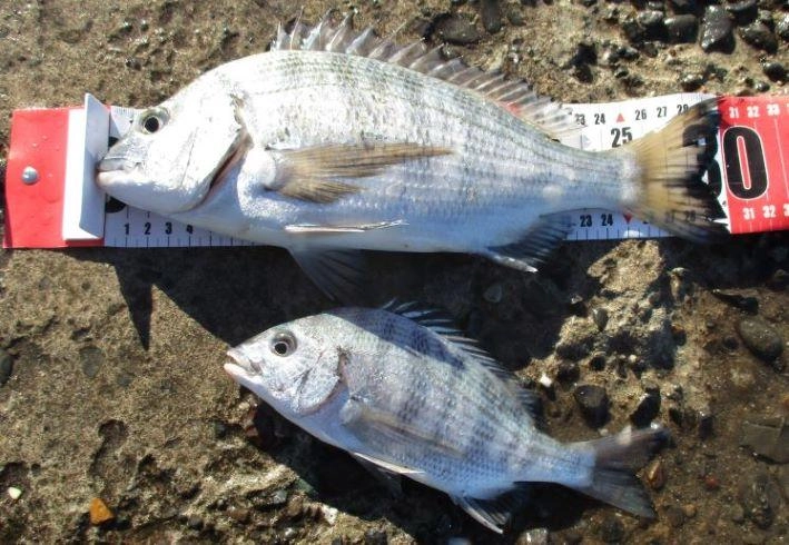 クロダイ３１ｃｍ