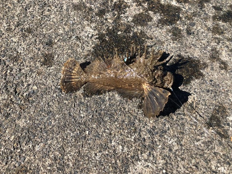 くれぐれもオコゼなど毒のある魚には注意しましょう。