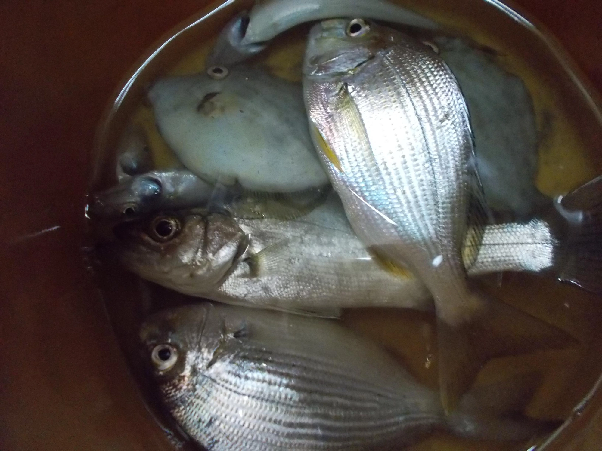 短時間の調査でしたが色々な魚が釣れました。