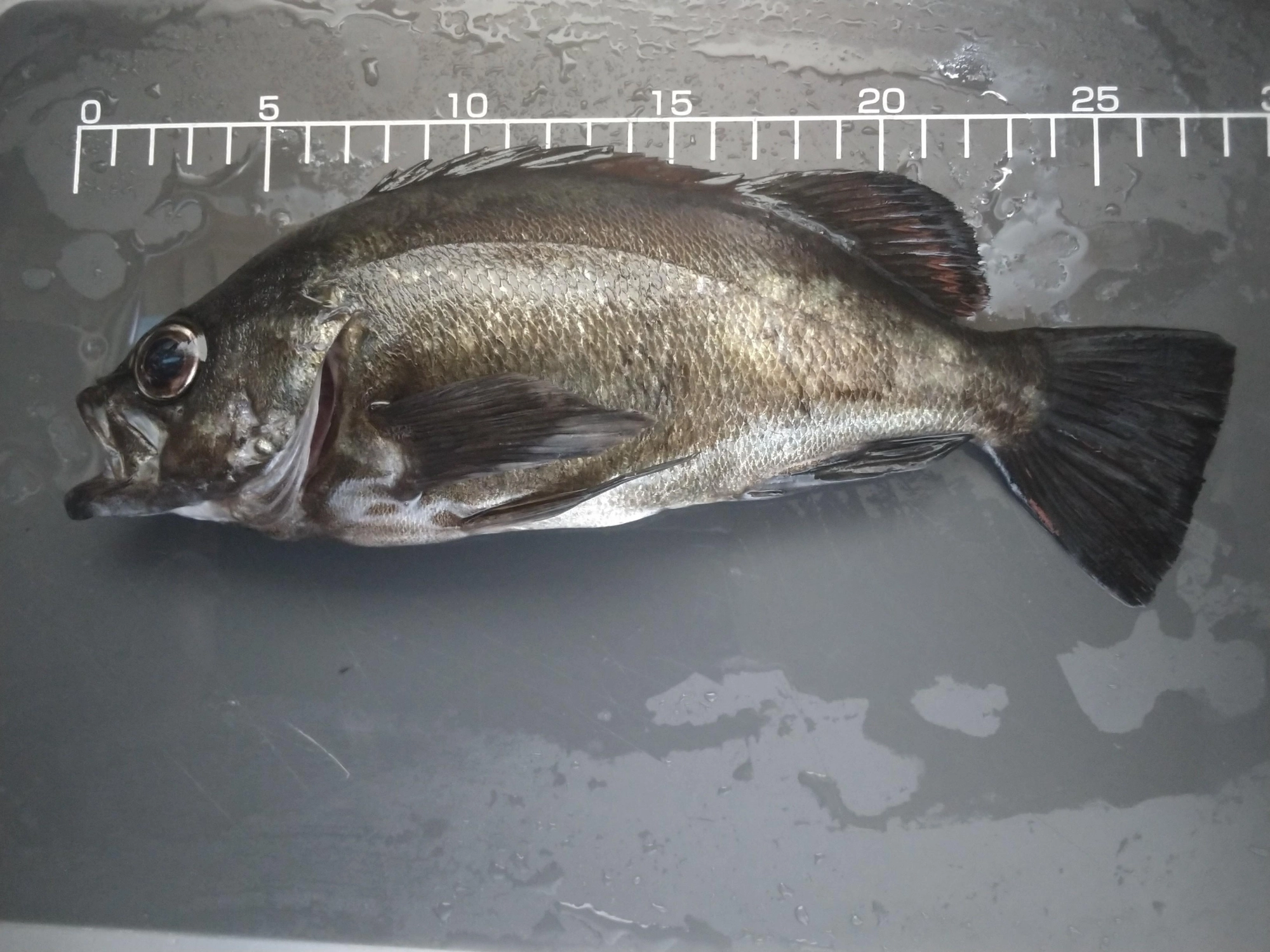 粘ってやっと出た。次回、尺メバル釣れたら天国です。黒っぽいですが釣った直後は金でしたよ。厚みがあり美味しそう。どう料理しましょう？
