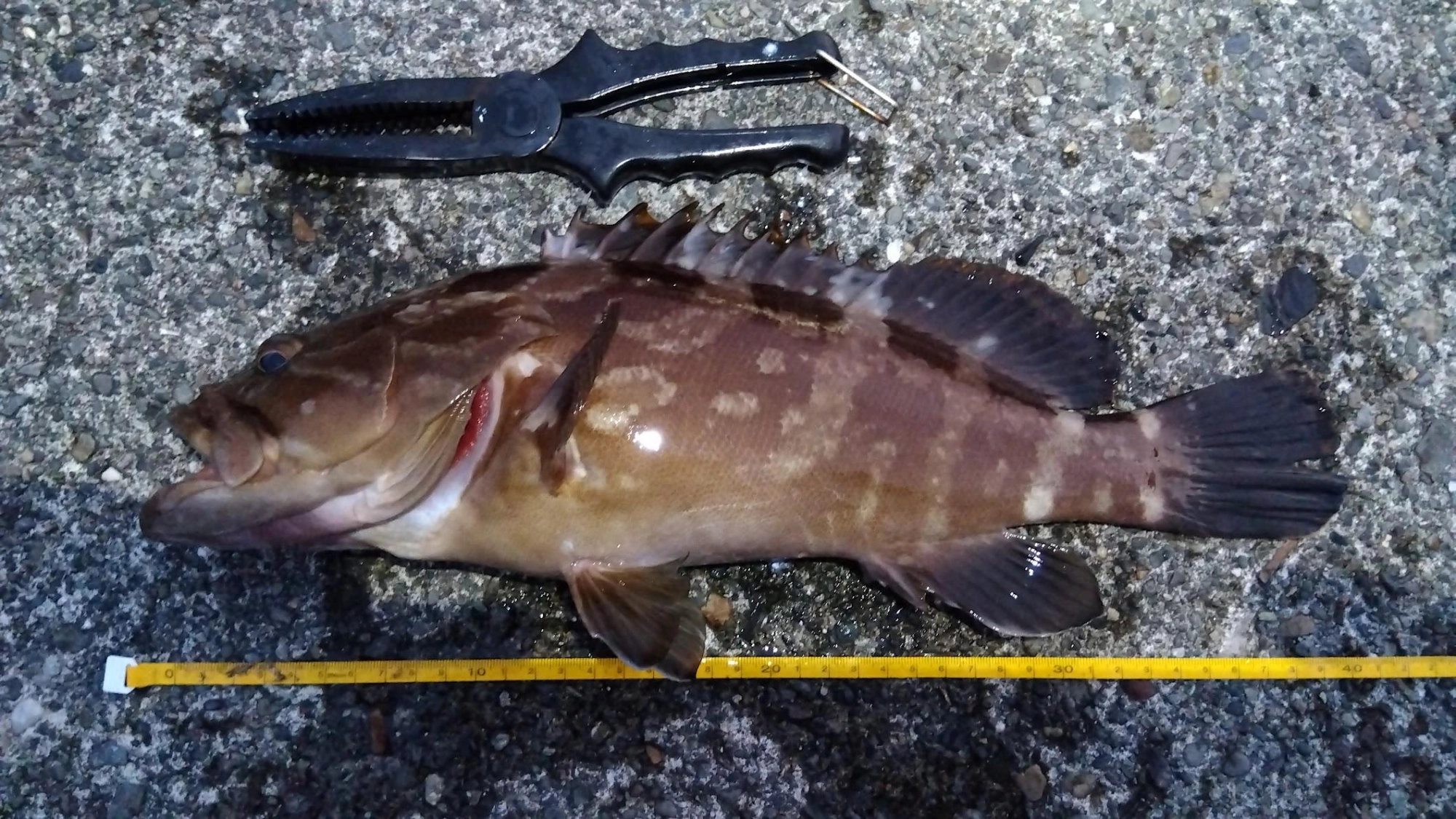 前にロデオ針泳がせでワイヤーハリスを削られ食い逃げされたポイントに、胴付きでワイヤーハリス＋トレブルフックで豆アジを泳がせると２投目にクエ。
