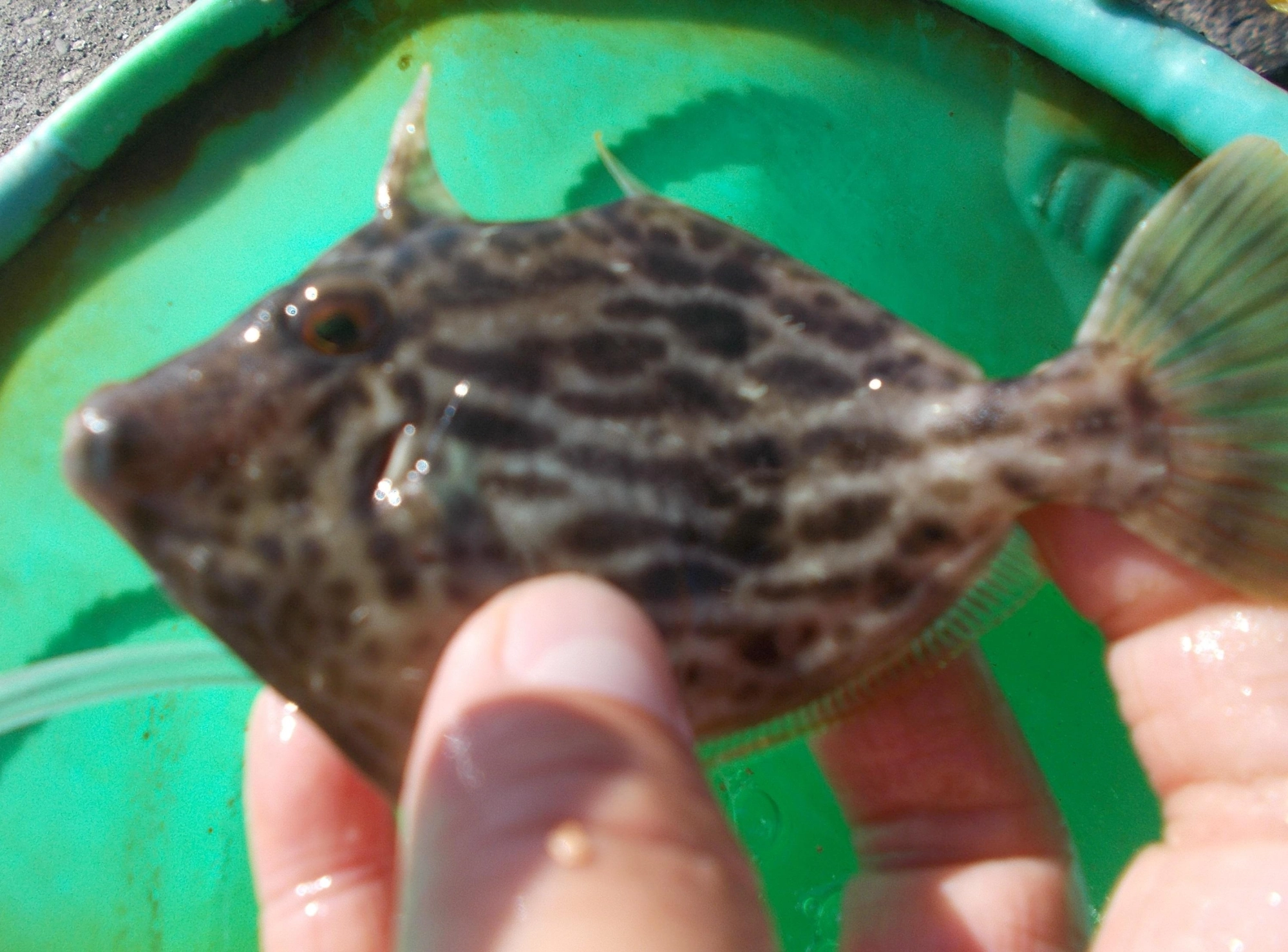 カワハギも釣れました、専門に狙ってみてもいいかも。