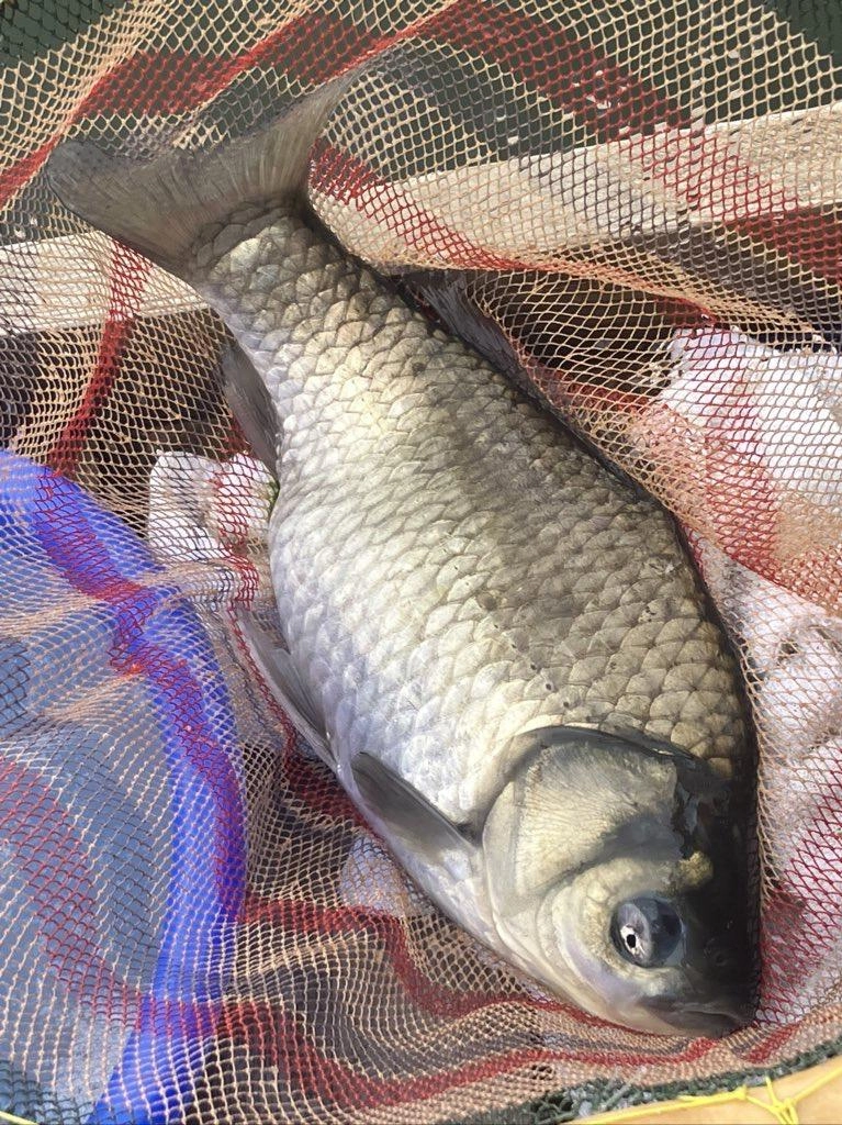 浅ダナ両ダンゴでズバッ！
