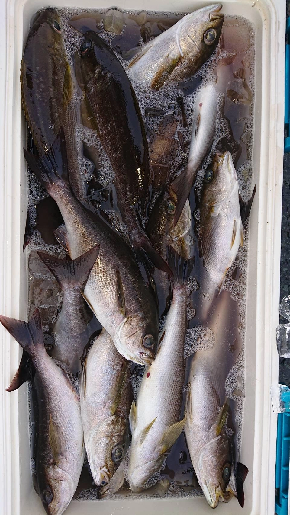 夜釣りでイサキが好調に釣れました！釣り方はカゴ釣りです！