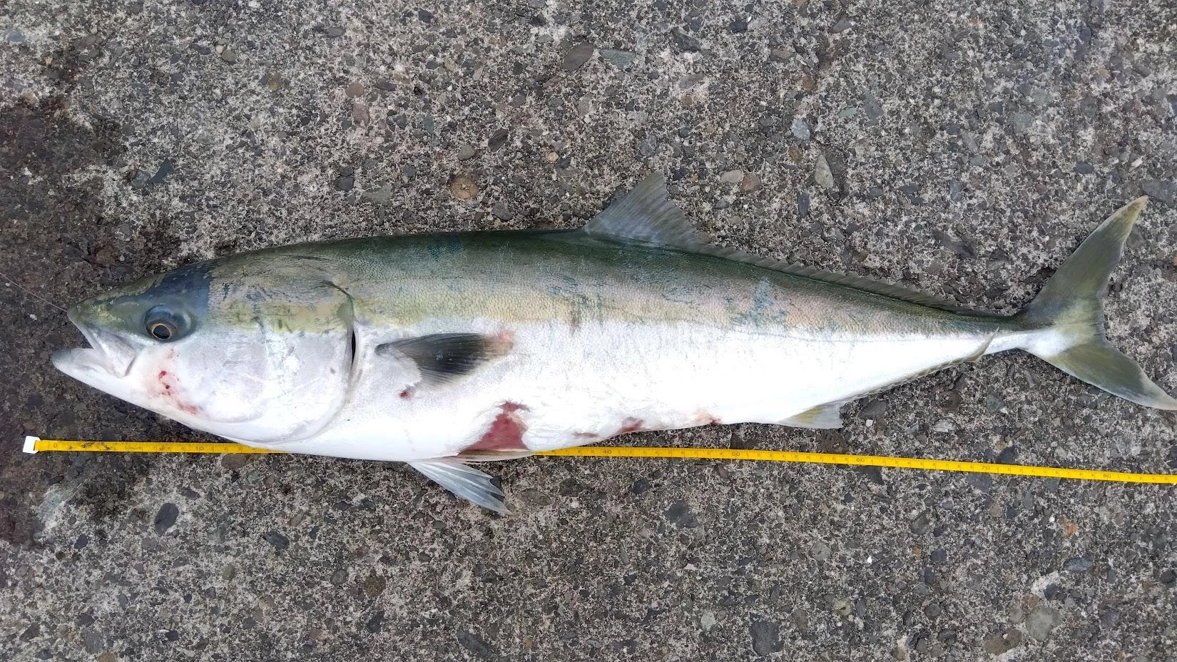 向かい風激濁りの中、30ｍくらい先の深場でカマス掛かり、いつもは鯵を泳がせるところをカマスで試すと見事ブリが掛かりました。
仕掛けはウツボ・太刀魚対策に太刀魚テンヤのワイヤーにトレブルフックを付け、ナイロン６号のハリスを使ったものです。若干傷の多い個体なのは残念ですが、自己記録更新の嬉しい釣果でした。