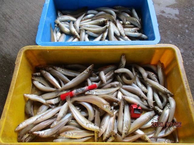 ダブル、トリプル掛けは当たり前ッ(ﾟ∀ﾟ)⁈師崎ブランド『抱卵モロポチャギス釣り』がアツ過ぎるッ‼︎