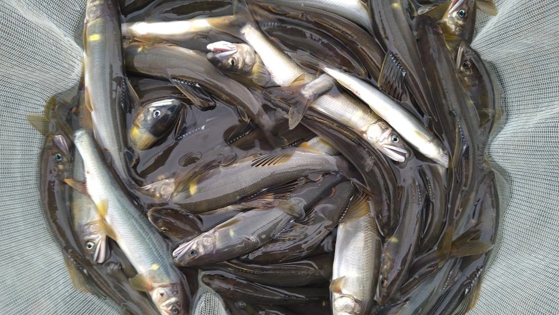 実は自己最高釣果です♪