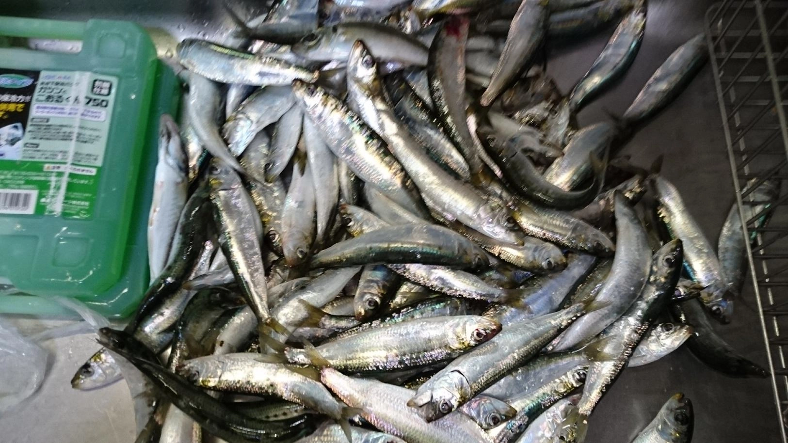 釣りすぎ注意！帰ってから処理に2時間近く掛かってしまいました･･･（笑）