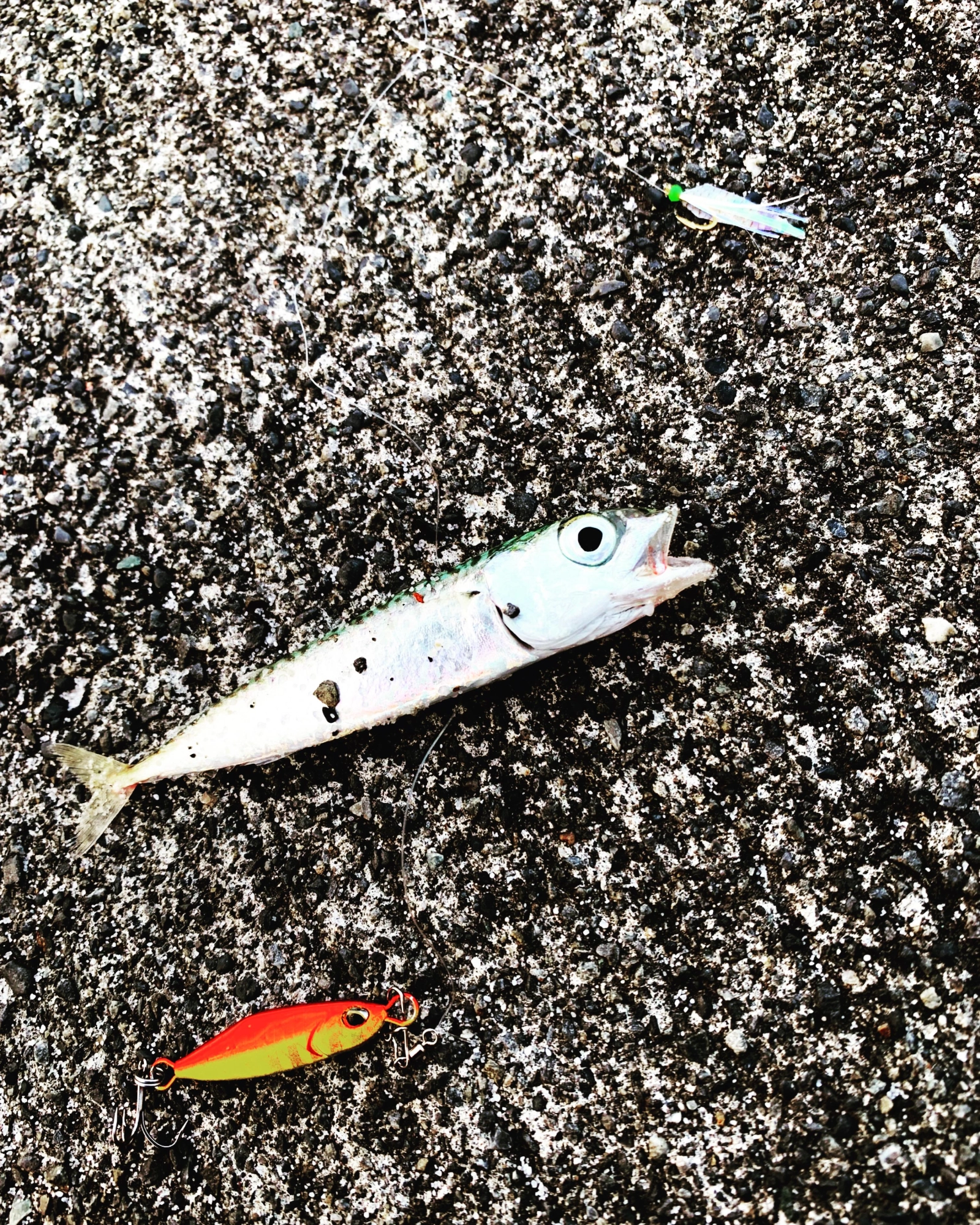 サバは回遊が少なかったため、苦戦しました〜。