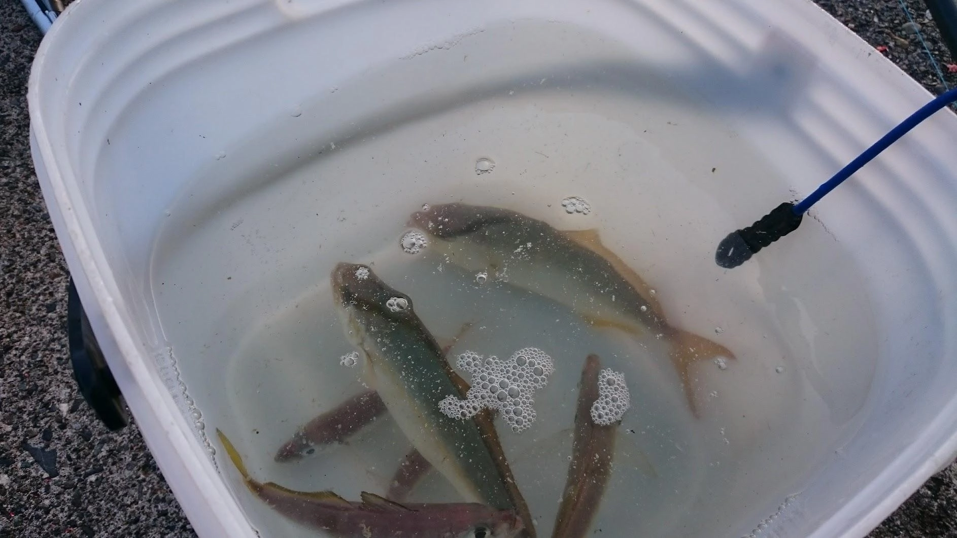 ショゴは流石に小さいので即リリース。鯵は時合に入食いで泳がせの餌は余裕でしたが、まさかの４バラシ。最初引きからするとアオリイカで針がかりせず、追い食いもなしでした。２回目は50強のシーバスで、足元まで寄せましたが、スッポンと鯵が吐き出されるのが見えてバレました。あとはたぶん穴に潜られたのでウツボかなんかだと思います。