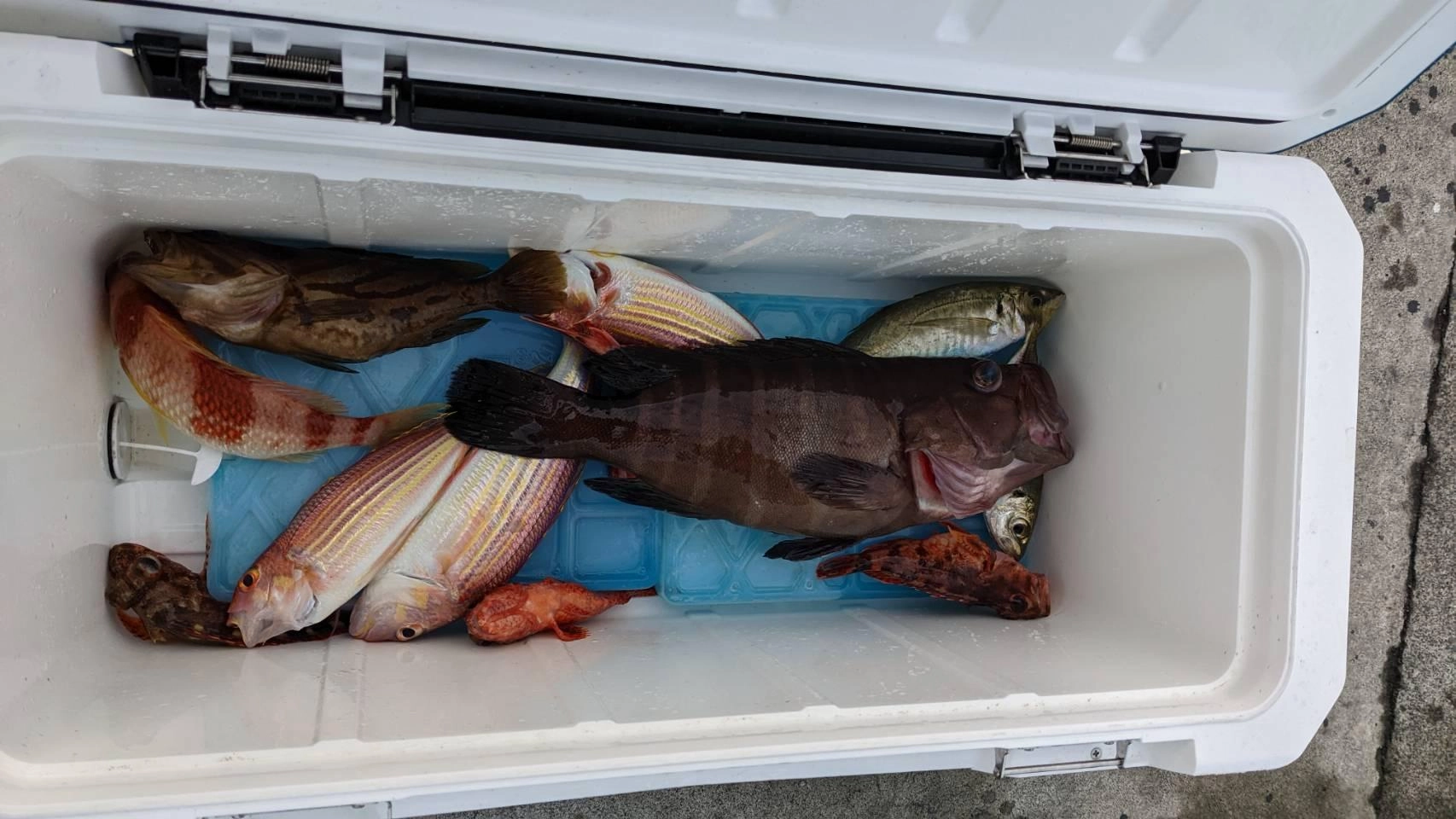 良型のマハタが釣れました！釣り方はコマセ釣り。アジも釣れました！
