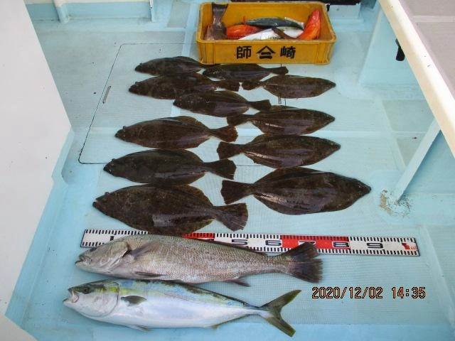 片舷側だけの肉厚初冬ビラメ、デカニベ ワラサも釣れましたッ(・∀・)