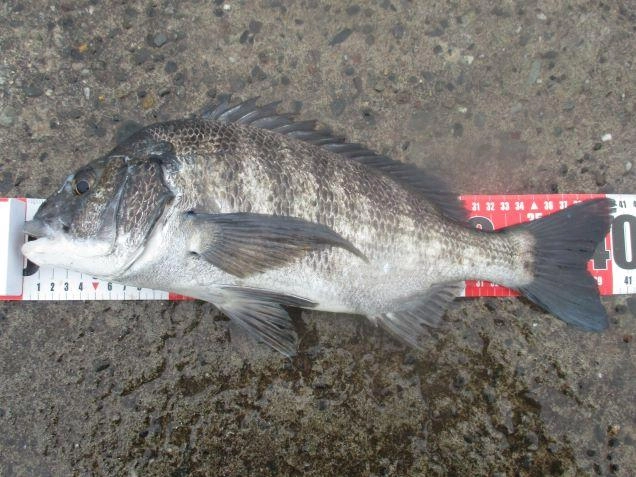 クロダイ41cm：ゆっくり引き込むようなアタリでした