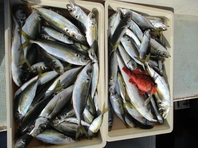 船釣り初挑戦のお客様でも手軽に釣れる『マアジ五目釣り』へッ(^-^)