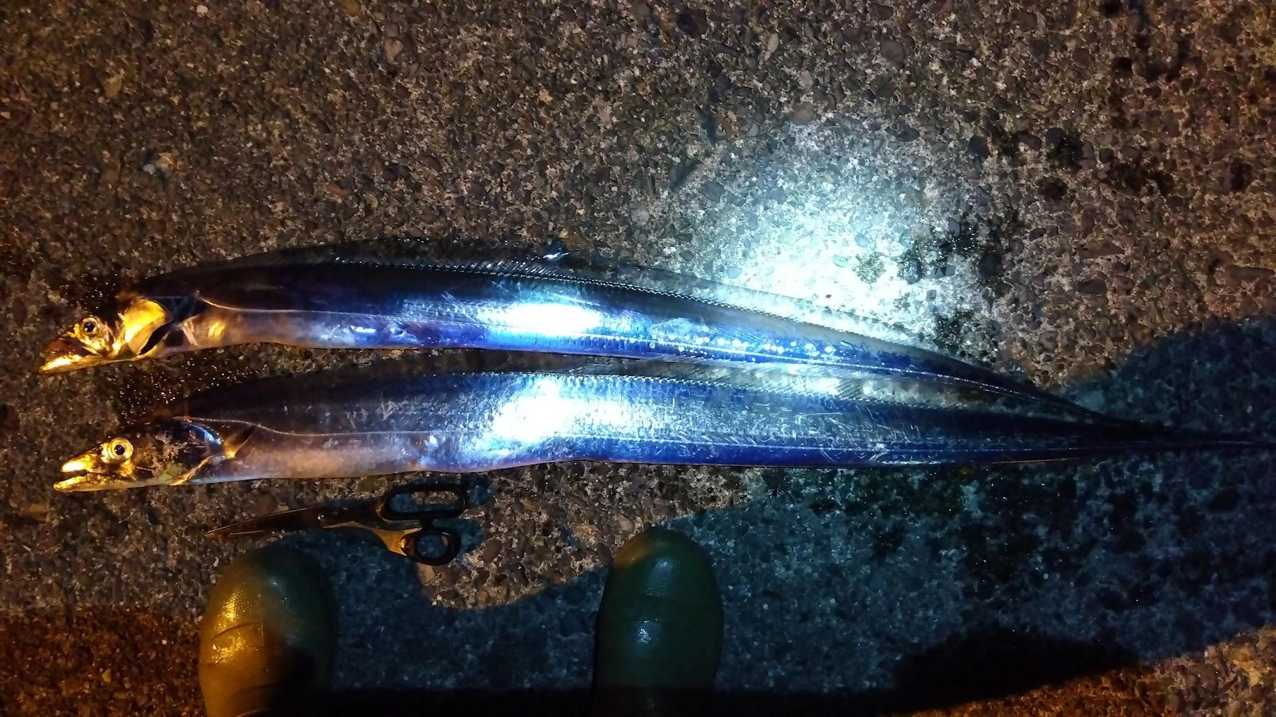 ウルメイワシが大量だと太刀魚は生鰯に偏食してそうです
周りは釣れてなさそうですが、全部足元できました