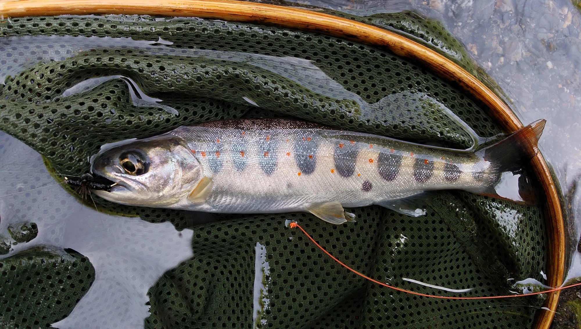 15センチのチビアマゴしか釣れなかった！