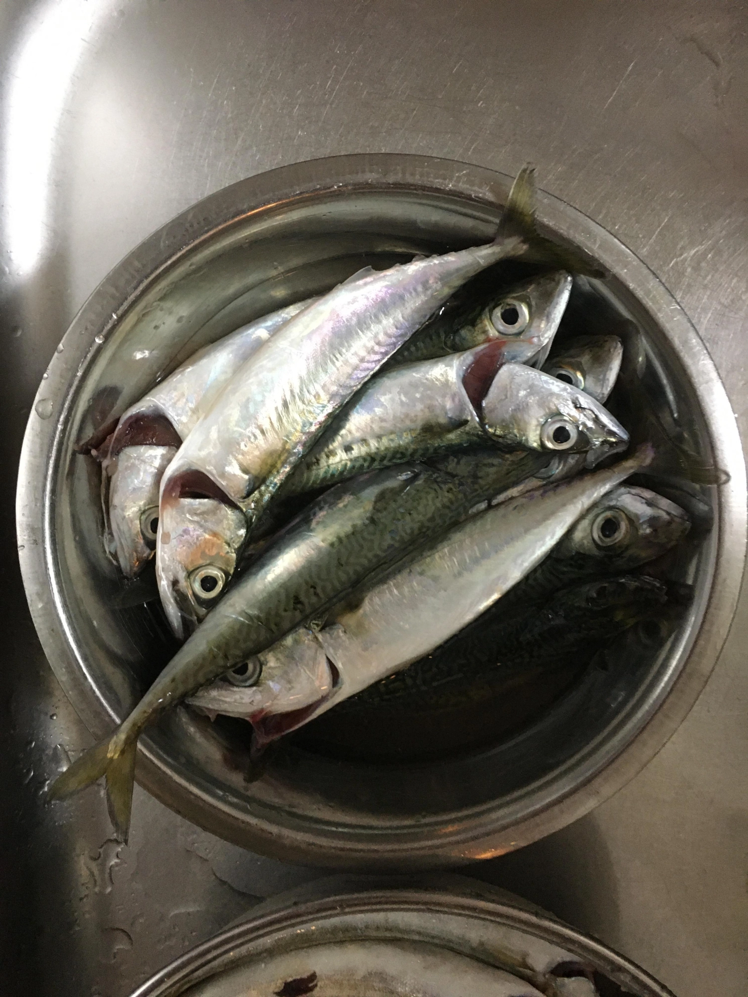 さば、思ったより
大きい