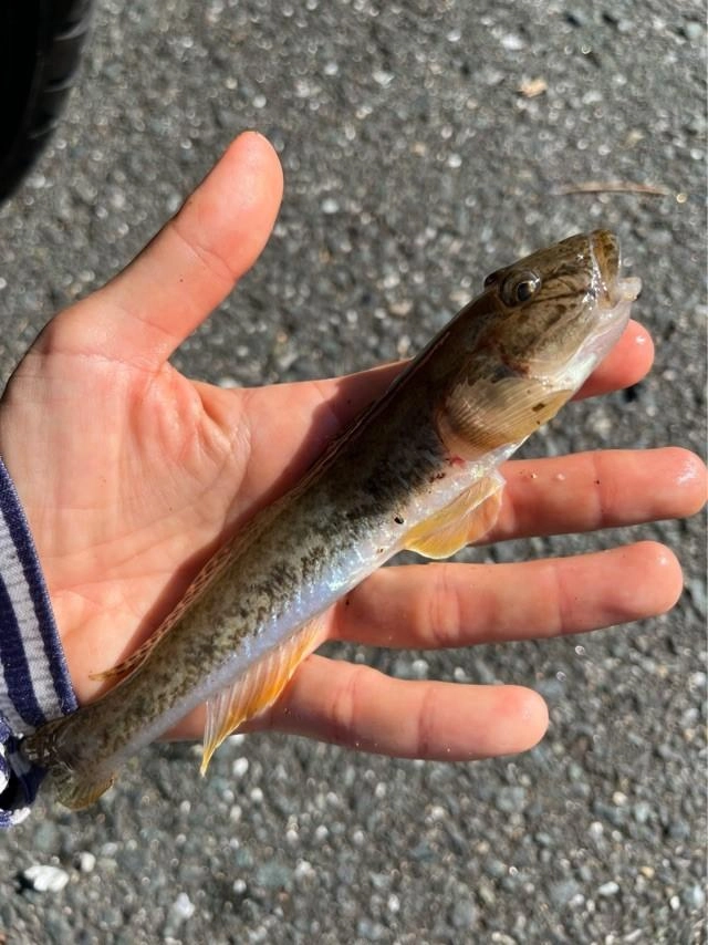 手のひらより大きいハゼにビックリ♪