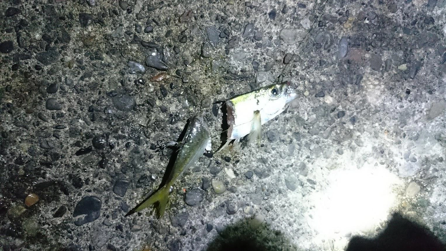 たぶん太刀魚に鯵真っ二つ。